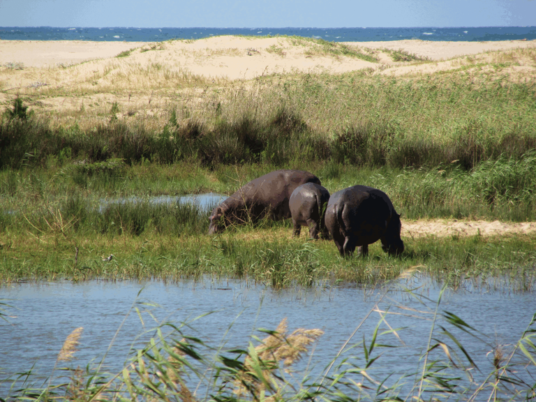 Hippo and Crocodiles close to the beach