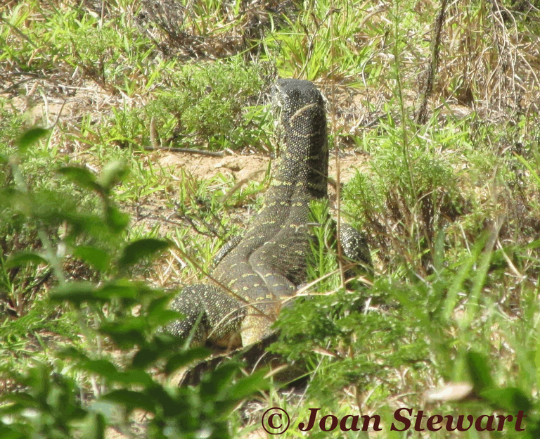 Monitor Lizard - Boardwalk