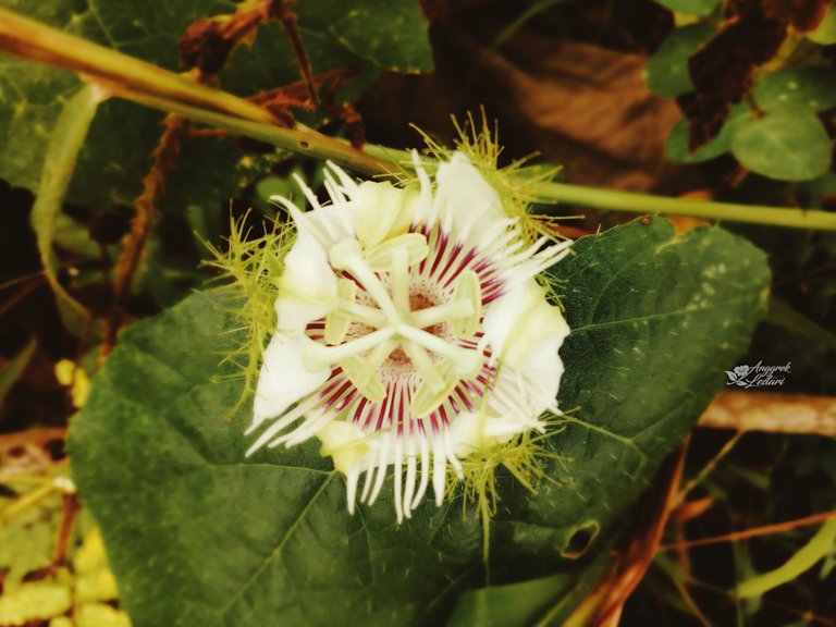 Here goes the flower from Bush Passion Fruit.