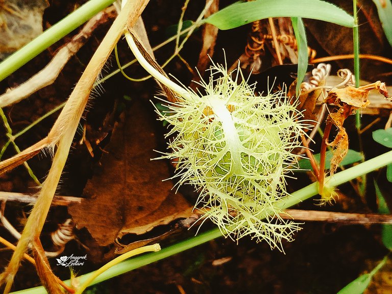 Unripe Bush Passion Fruit 