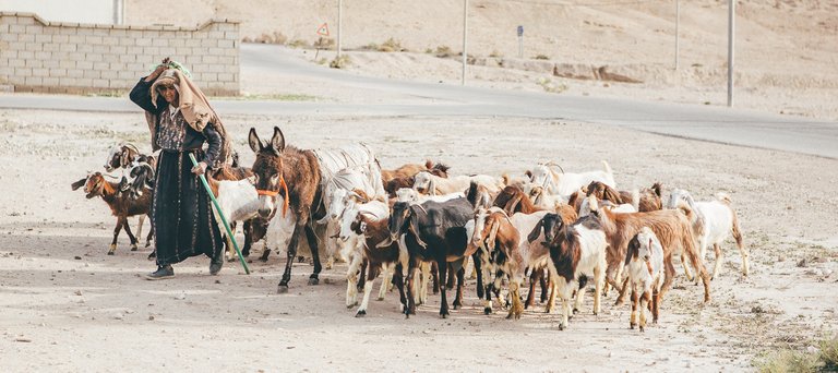 A local goatherd moves her goats
