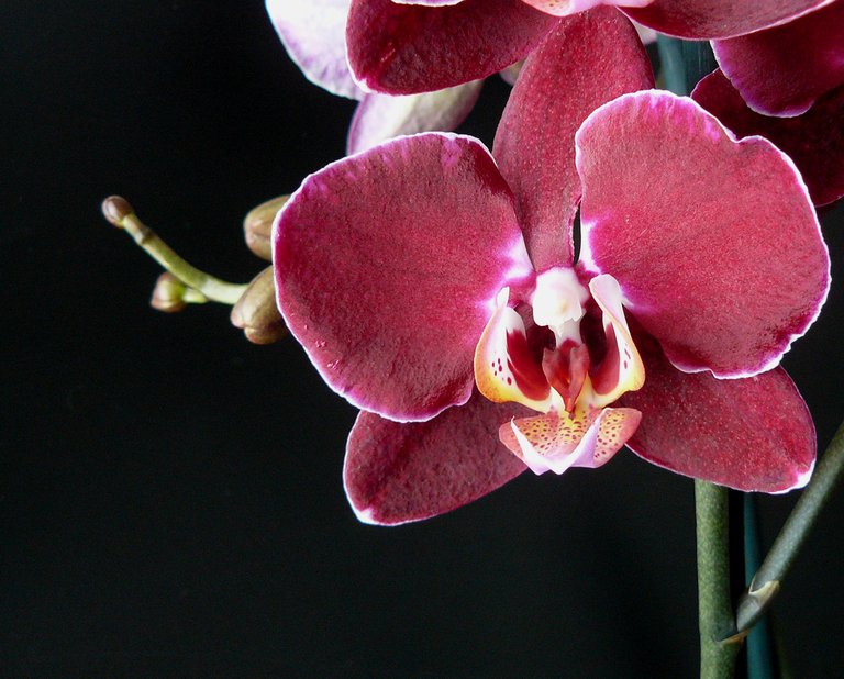 Phalenopsis dark 3.jpg