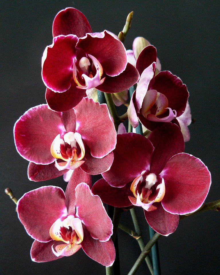 Phalaenopsis Deborah.jpg