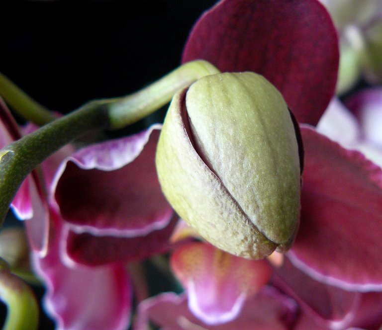 phalenopsis dark bud.jpg