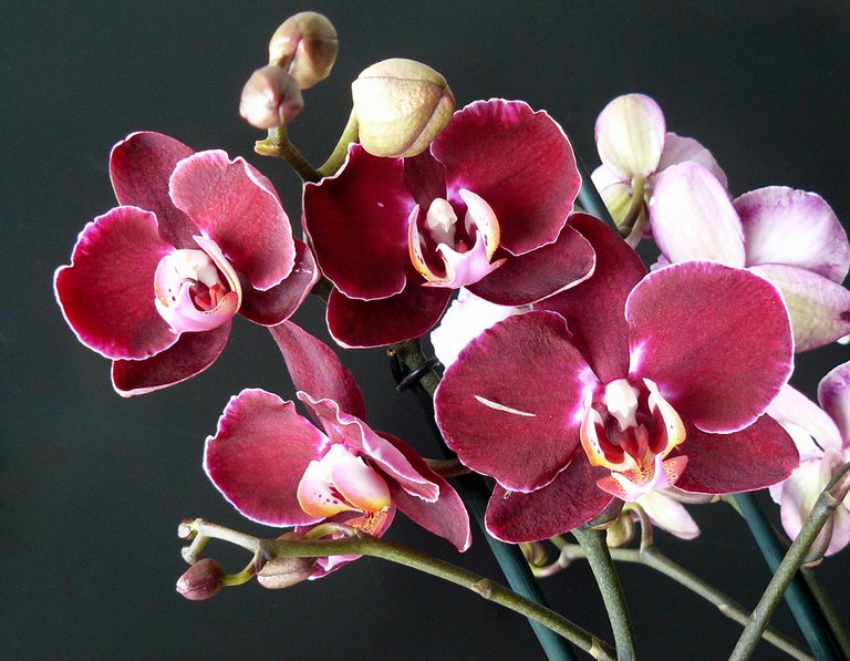 Phalenopsis dark multi.jpg