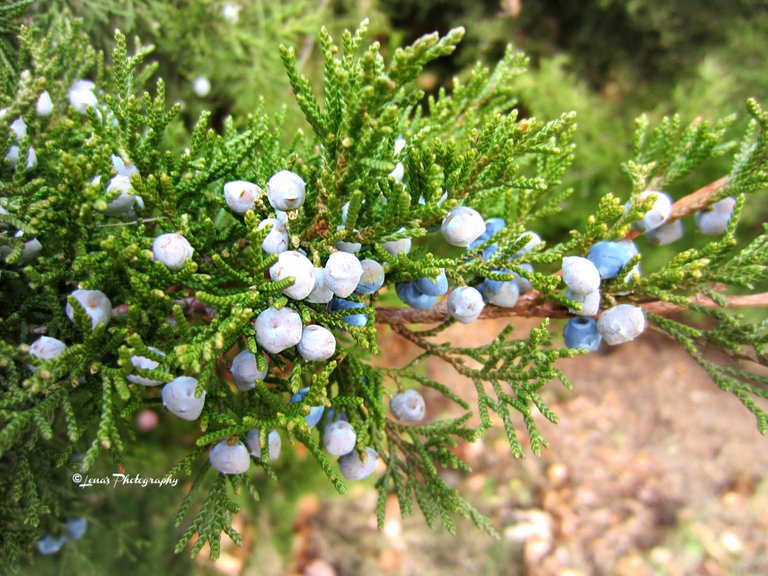 1 Juniper.JPG