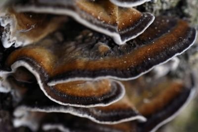 turkey tail mushrooms 2.jpg