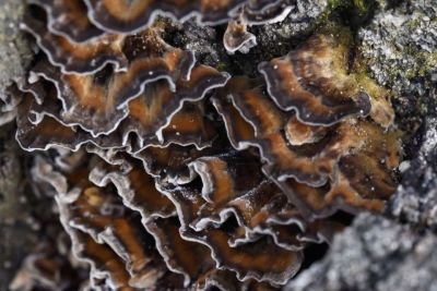 turkey tail mushrooms 3.jpg