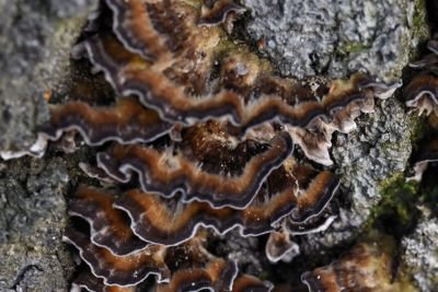 turkey tail mushrooms 1.jpg