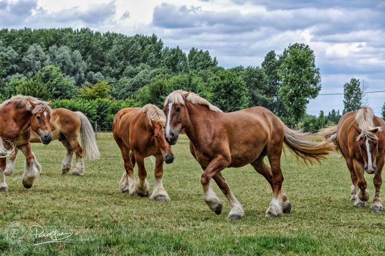 belgian_draft_horse.jpg