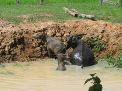 waterbuffalo1.JPG