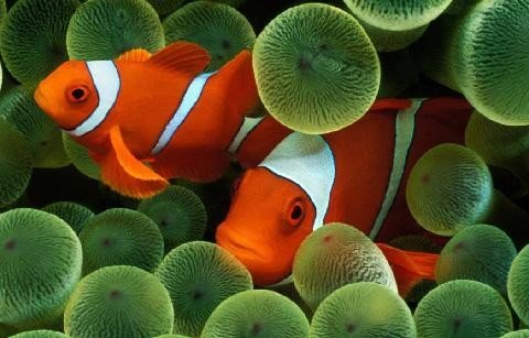 Clownfish.jpg