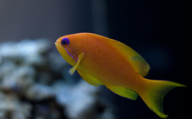 Lyretail anthias.jpeg