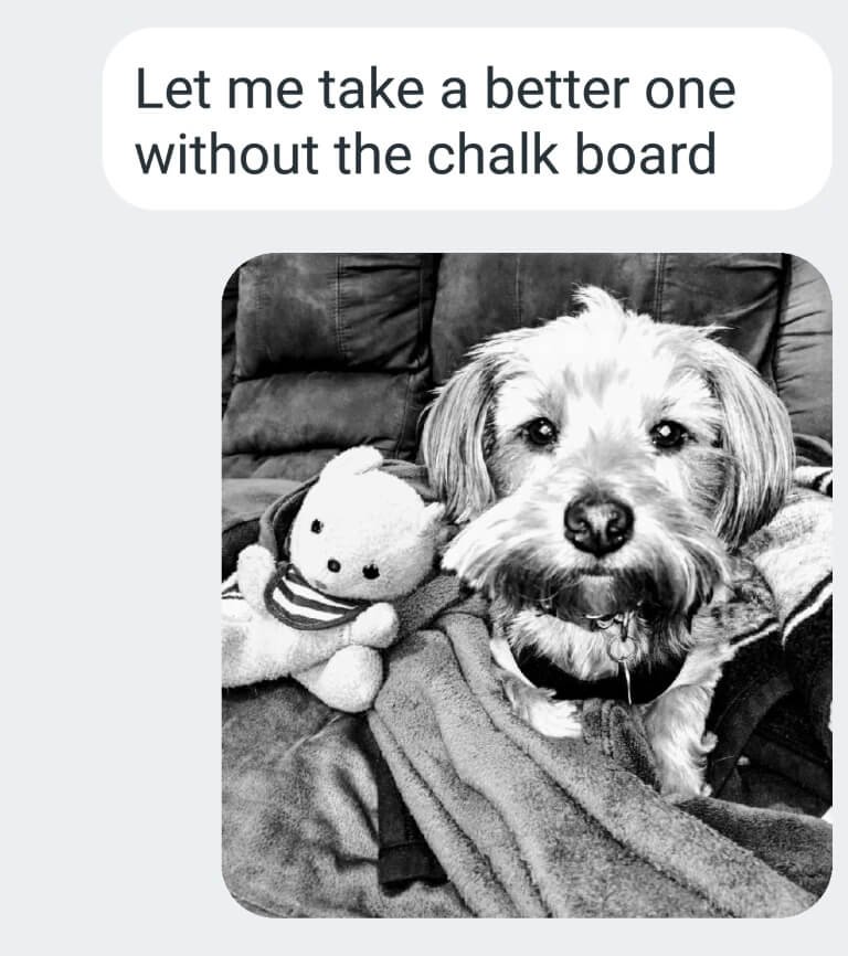 text dog 4.jpg