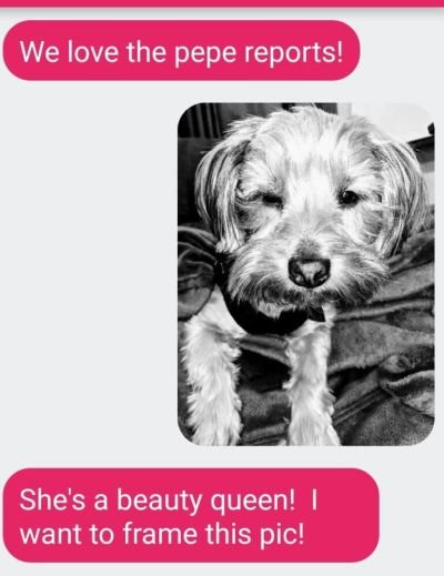 text dog 3.jpg