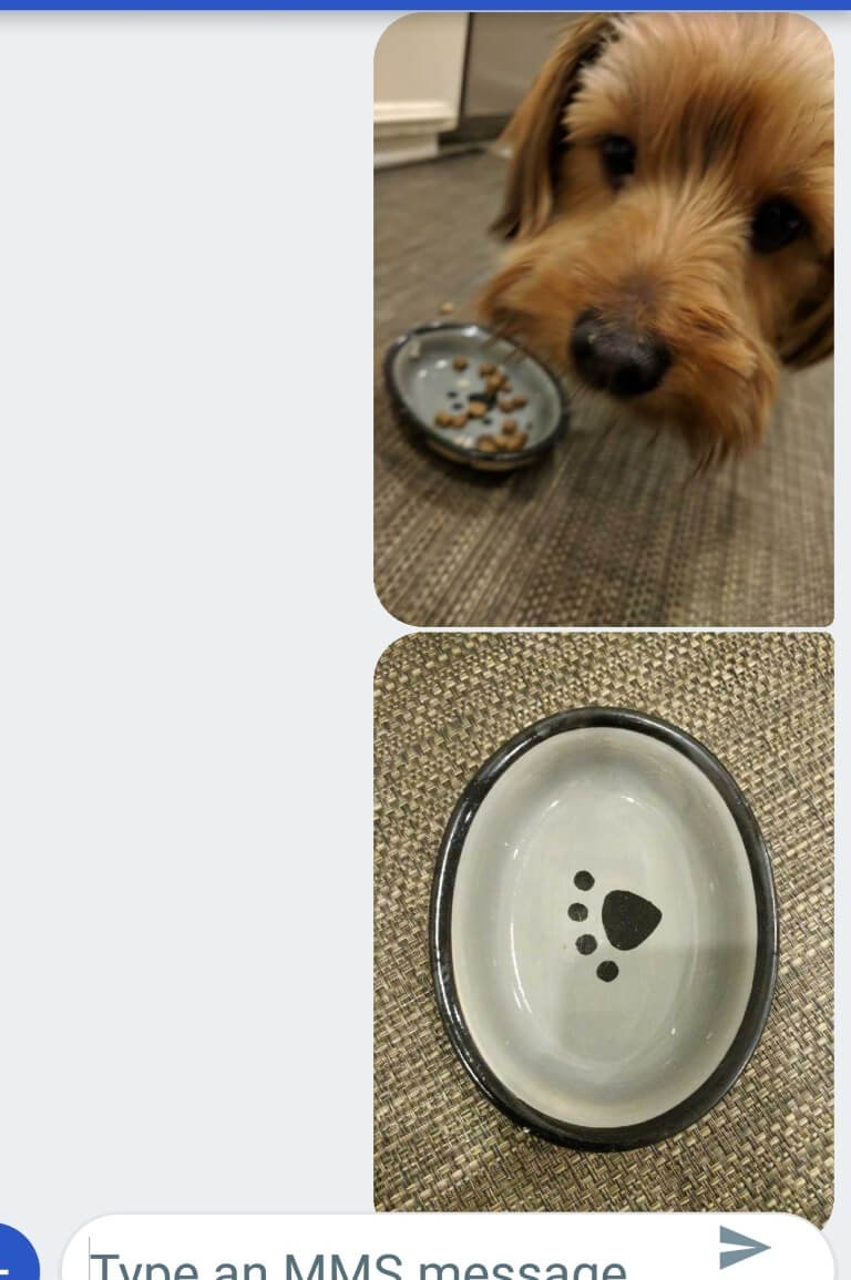 text dog 9.jpg