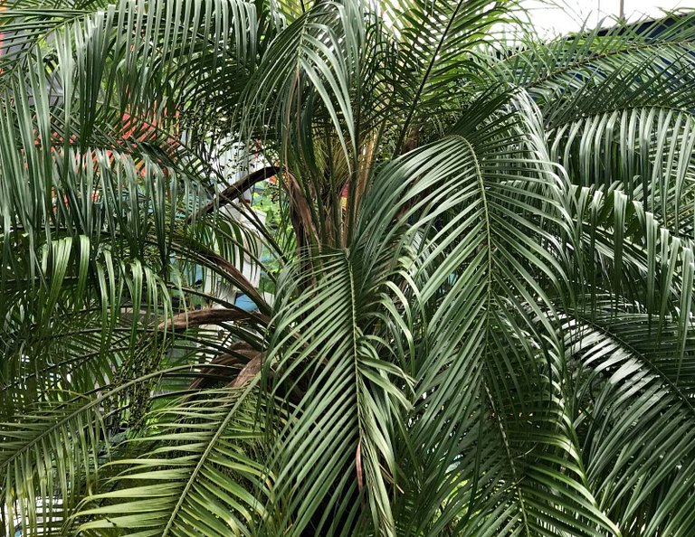 colorchallenge thursdaygreen palmtrees sunscape  .jpg