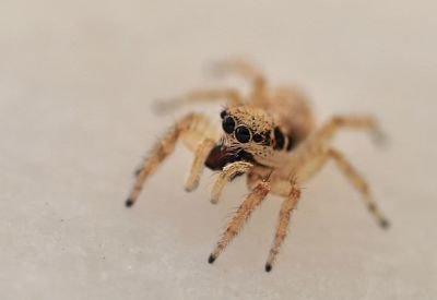 jumping spider macro 1.jpg