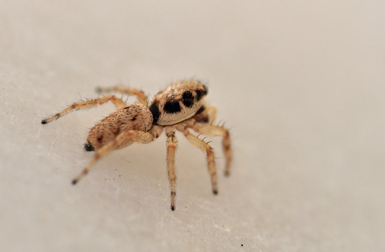 jumping spider macro 3.jpg