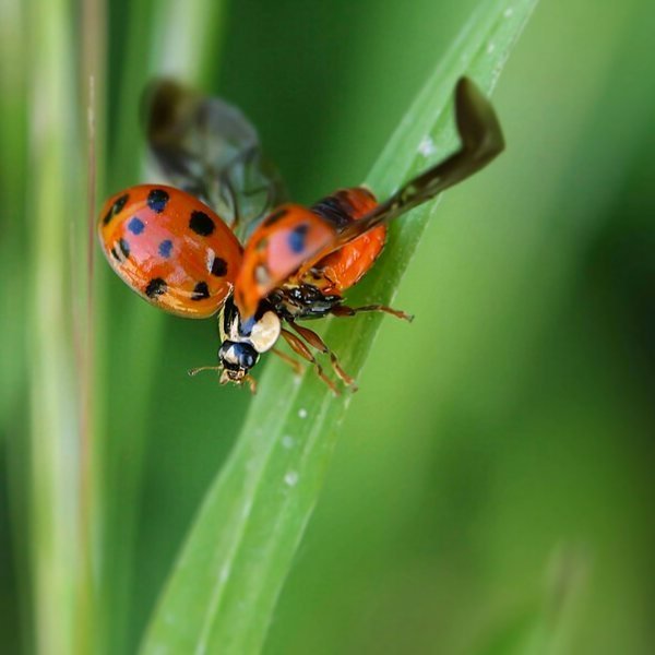 L'envol de la coccinelle.jpg