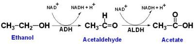 alcoholmetabolism.jpg