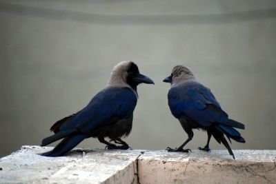 two-crows-2781519_1280.jpg