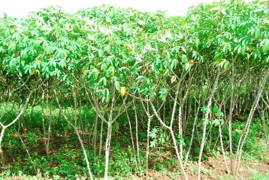 Model_Farm_Cassava_1_Grid7.jpg