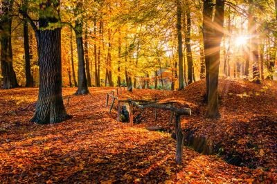 Going to the Autumn sun along the fence_DSC3273-Edit_resize.jpg