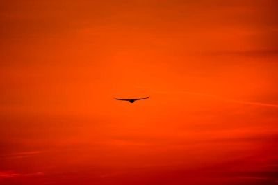 Hawk into sunset.jpg