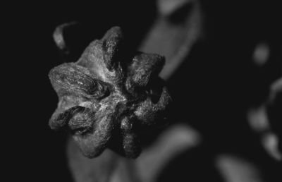 chrysanthemum bud macro bw.jpg