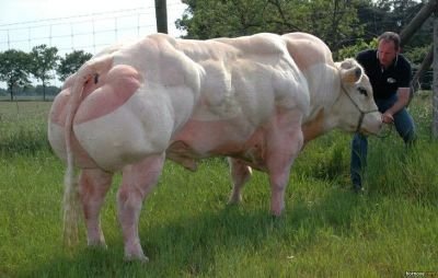 Belgian-Blue-Super-Cow-huge-cow.jpg