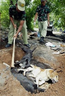 indonesia-bali-rabies-outbreak-2009-2-4-5-33-0.jpg