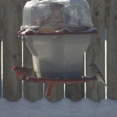 Birdfeeder.JPG