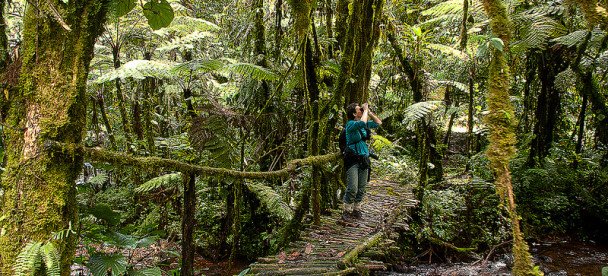 Bwindi-Impenetrable-Forest-608x276.jpg