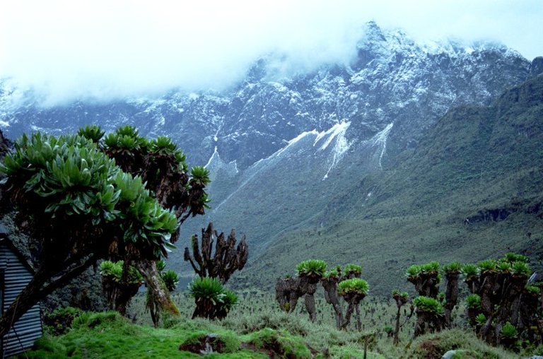 ruwenzori.jpg