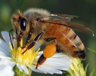 western_honeybee.jpg