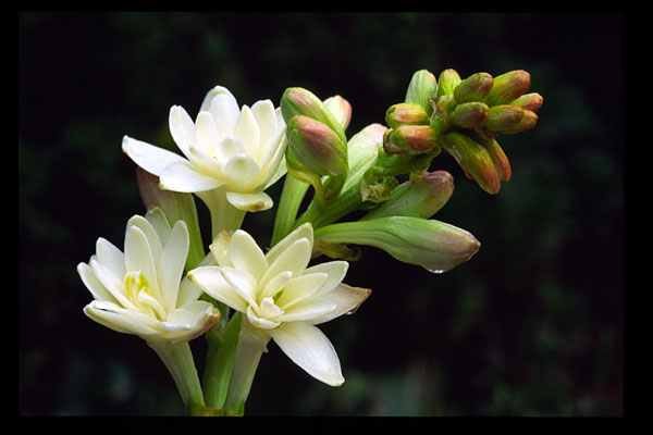 tuberose.jpg