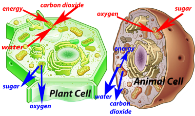 plant-animal-cell-diagram.png