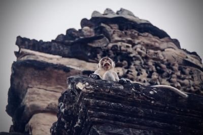 Monkey at angkor wat temple cambodia.jpg