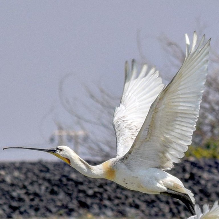 eurasian_spoonbill.jpg