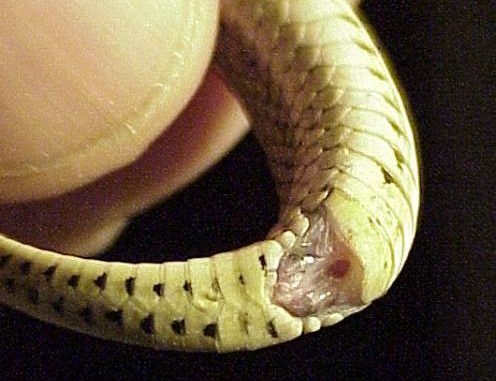 Snake-Cloaca-496x381.jpg