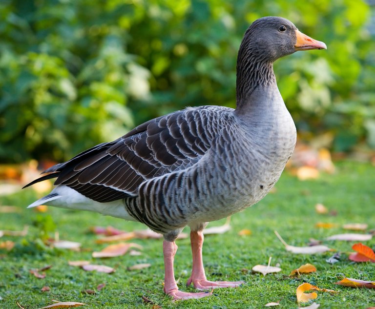 Greylag_Goose_-_St_James's_Park,_London_-_Nov_2006.jpg