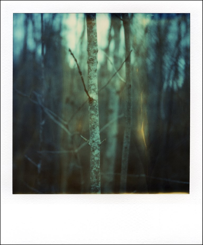 polaroid135.jpg