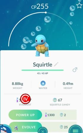 squirtle1.JPG