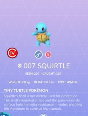 squirtle2.JPG