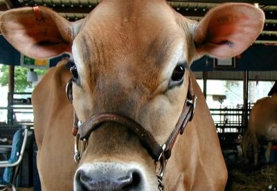 animalphotography farming cows.jpg