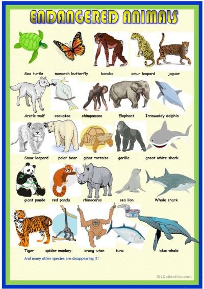 endangered-animals-pictionary-picture-dictionaries_77187_1.jpg