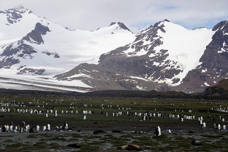 kingpenguins.jpg