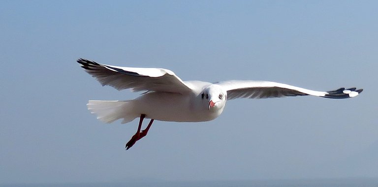 sea-gull.jpg
