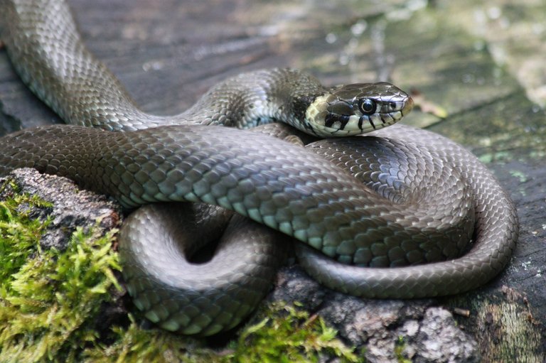 grass-snake-827057_1280.jpg